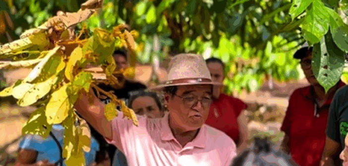 Na última quinta-feira, 24 de julho, data em que também se comemora o Dia Municipal do Agricultor, a Secretaria de Agricultura, com o apoio da Câmara Municipal, realizou um Dia de Campo especial sobre a cultura do cacau e os Sistemas Agroflorestais (SAFs)
